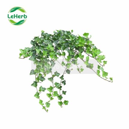 Ivy Leaf Extract