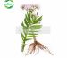 Valerian Root Extract